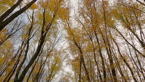 Autumn forest, movement among trunks 動画素材 164586945