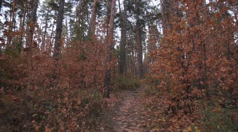 Autumn Forest, Moving Forward, Steadicam Shot Stock Footage 55449502