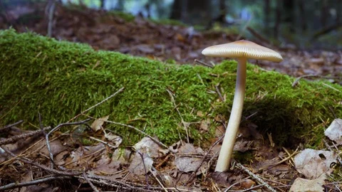 Autumn forest muchroom Видео 94427227
