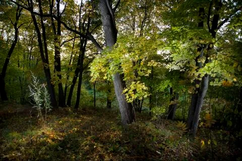 Autumn forest with multi flash light Stock Photos