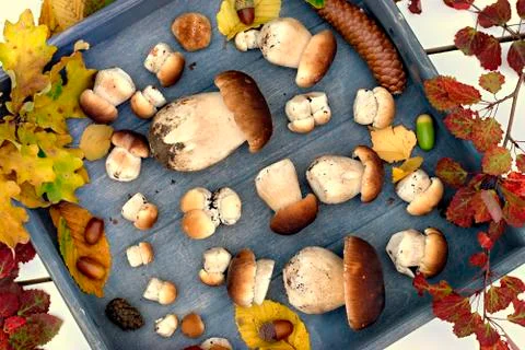 Autumn forest mushrooms. Stock Photos