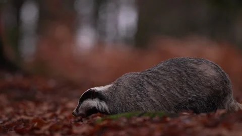 Autumn forest nature. Badger in the wild trees. Hidden in bushes of cranberries. Stock Footage 291678853