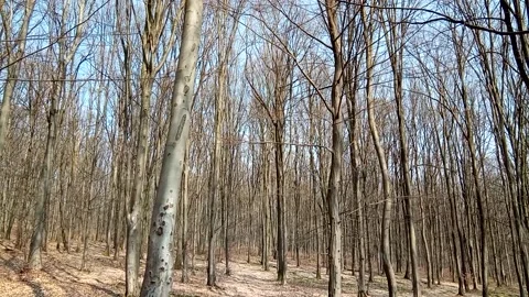 Autumn in the forest - nature Stock Footage 156326570