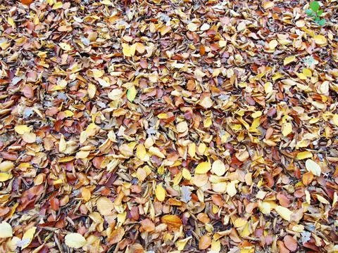 Autumn in the forest - nature Stock Photos