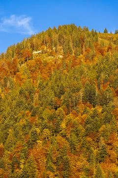 Autumn forest near Dachstein in Austria Stock Photos