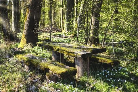 Autumn forest, Old table in the dense forest. Stock Photos