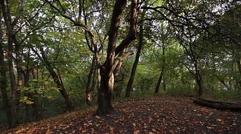 Autumn forest with a old tree Stock Footage 42460938