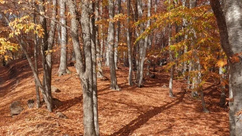Autumn forest with old trees with falling wilted leaves in sunlight Stock Footage 118701063