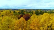 Autumn Forest Orange Yellow Red Color Aerial View Copter Drone In Russia. Stock Footage