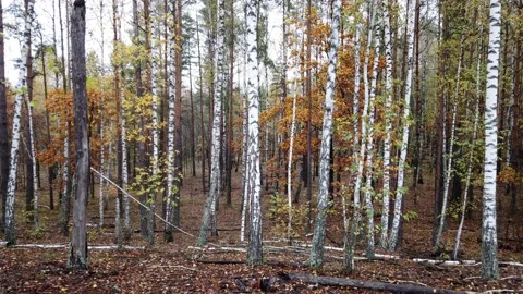 Autumn forest pan Stock Footage 180038716