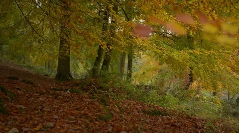 Autumn forest pan right Stock Footage 59538274