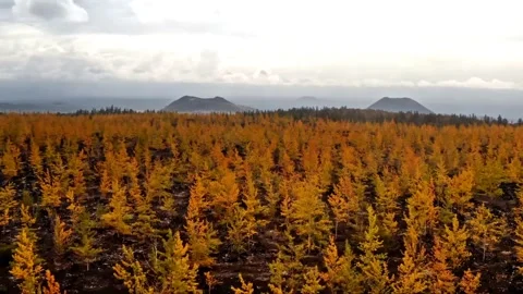 Autumn forest panorama with distant volcanic cones Stock Footage 316802096