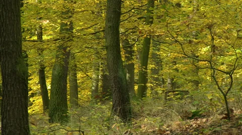 Autumn forest panorama Stock Footage 32258727
