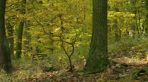 Autumn forest panorama Stock Footage 32258881