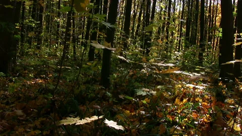 Autumn forest panorama Stock Footage 106452907