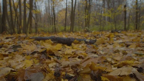 Autumn forest , panorama Stock Footage 118020114
