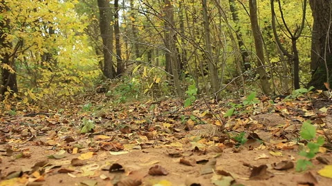 Autumn forest panorama low angle view Stock Footage 119122190