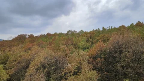 Autumn forest panoramic view Stock-Footage 239278566