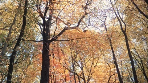 Autumn forest in park, fall time Stock Footage 132515279
