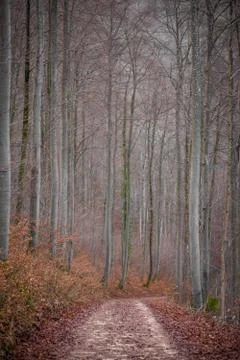 Autumn forest path and leaf beech orange Stock Photos