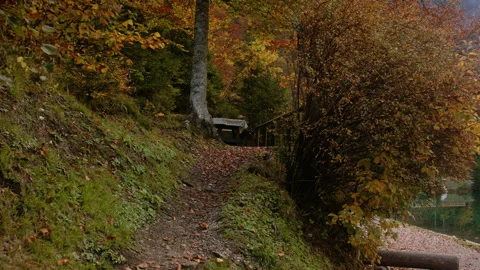 Autumn forest path with a bench Stock Footage 258937580