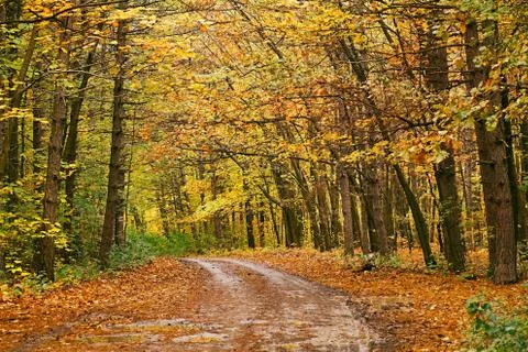 Autumn forest path between trees Stock Photos