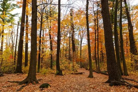 Autumn forest path with colorful deciduous trees. Stock Photos