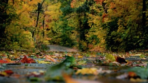 Autumn forest path, colorful leaf fall, cinematic nature walk Stock Footage 311420176