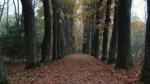 Autumn Forest Path Covered With Fallen Leaves Vídeos de archivo 327464634