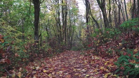 Autumn forest path covered in fallen leaves with trees in the background Stock Footage 342210794