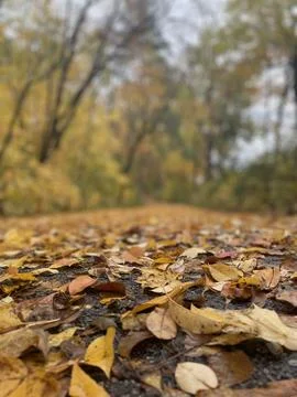 Autumn Forest Path Covered in Fallen Leaves with Soft Bokeh Background Foto stock