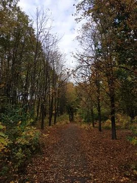 Autumn Forest Path Covered with Fallen Leaves Stockfoto's