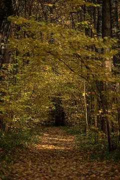 Autumn Forest Path Covered with Fallen Leaves — Scenic Nature Background Stock Photos