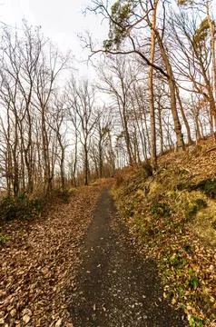 Autumn forest path covered in fallen leaves, leading through bare trees Stock Photos