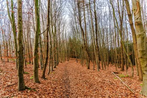 Autumn forest path covered in fallen leaves, leading through bare trees Stock Photos