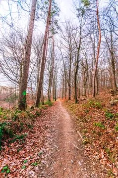 Autumn forest path covered in fallen leaves with tall trees lining the way Stock Photos
