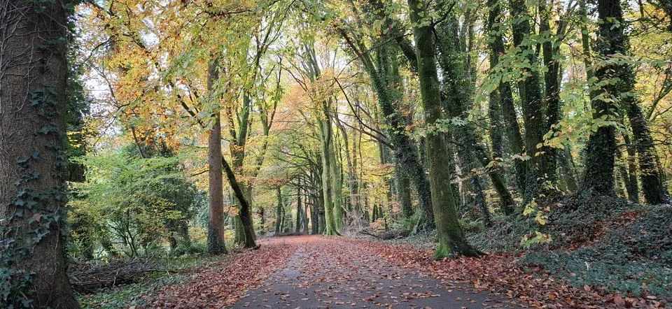 Autumn Forest Path Covered with Fallen Leaves Stock Photos