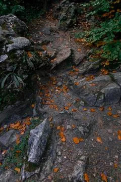 Autumn forest path covered with fallen leaves and mossy rocks Stock Photos