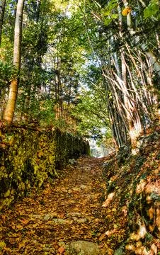 Autumn forest path covered with fallen leaves and lined with stone wall and.. Stock Photos