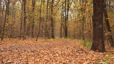 Autumn forest with a path covered with foliage Stock Footage 162584481