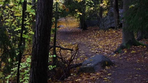 Autumn forest path covered with golden and red leaves, 4K ultra HD. Stock-Footage 320413367