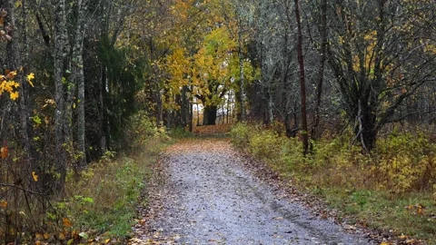 Autumn forest path covered with golden and red leaves, 4K ultra HD. Stock Footage 320413619
