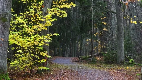 Autumn forest path covered with golden and red leaves, 4K ultra HD. Stock Footage 320413667