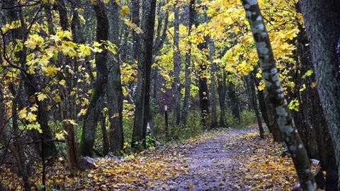 Autumn forest path covered with golden and red leaves, 4K ultra HD. Stock Footage 320420131
