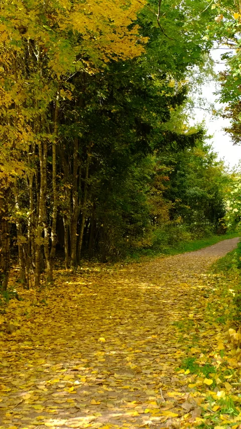 Autumn forest path covered with yellow leaves and falling foliage Vídeos de archivo 319078450