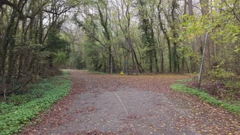 Autumn forest path with curve, fallen leaves and trees Stock Footage 321121371