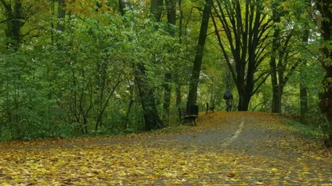 Autumn forest path, cyclist riding trail, peaceful leaf ride Video stock 310385283