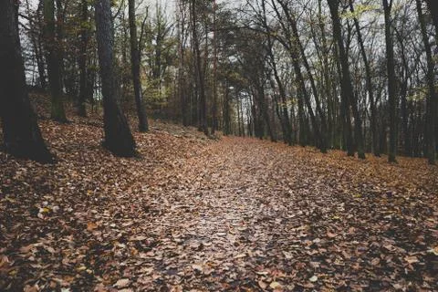 Autumn forest path dark Stock Photos