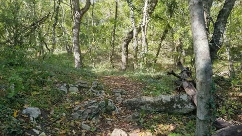Autumn forest path with drone movement through sunny woods Stock Footage 321180843