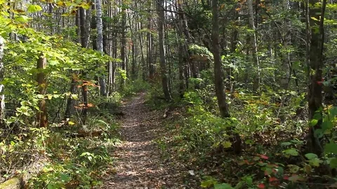 Autumn forest path with fallen leaves Stock Footage 69799061